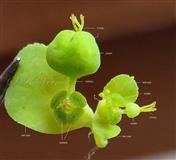  Cyathia